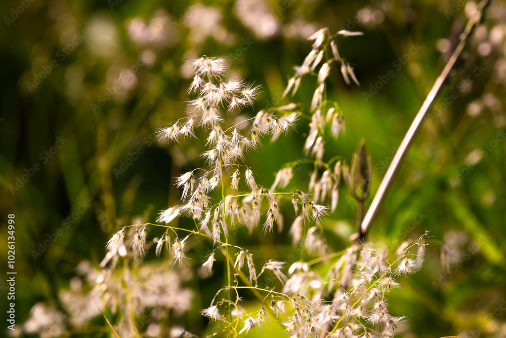 grass in the wind grass in the wind