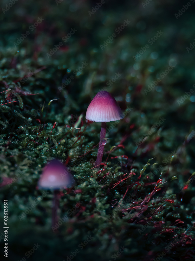 These two little mushrooms hid from the rays of the autumn sun at the mossy base of a fallen tree. These two little mushrooms hid from the rays of the autumn sun at the mossy base of a fallen tree.