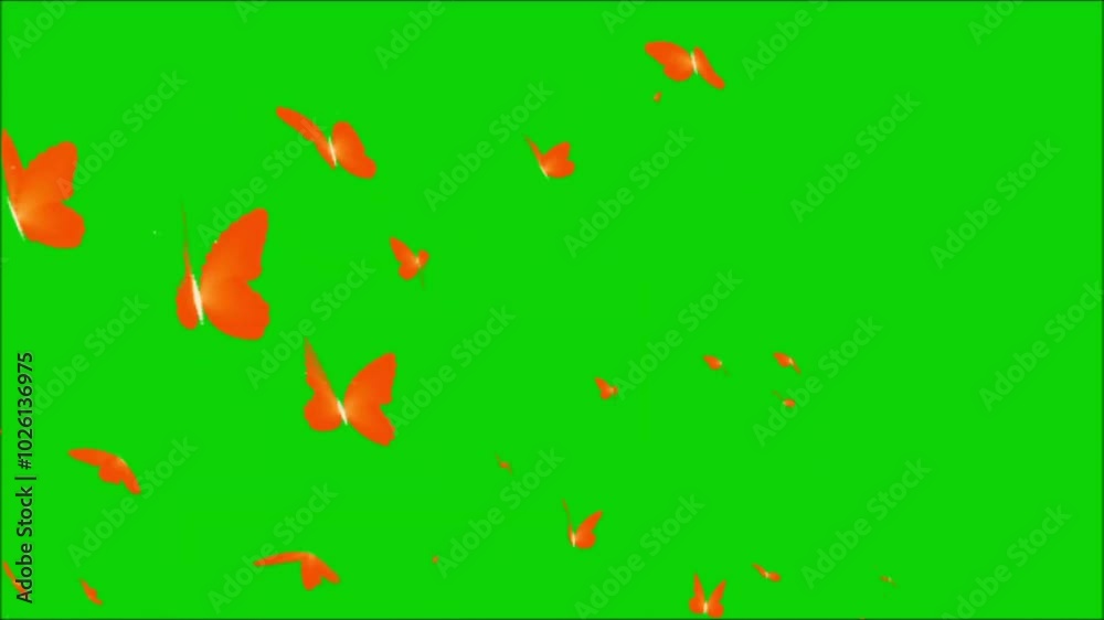 Swarm Of Butterflies Flying On Green Screen 25 Swarm Of Butterflies Flying On Green Screen 25