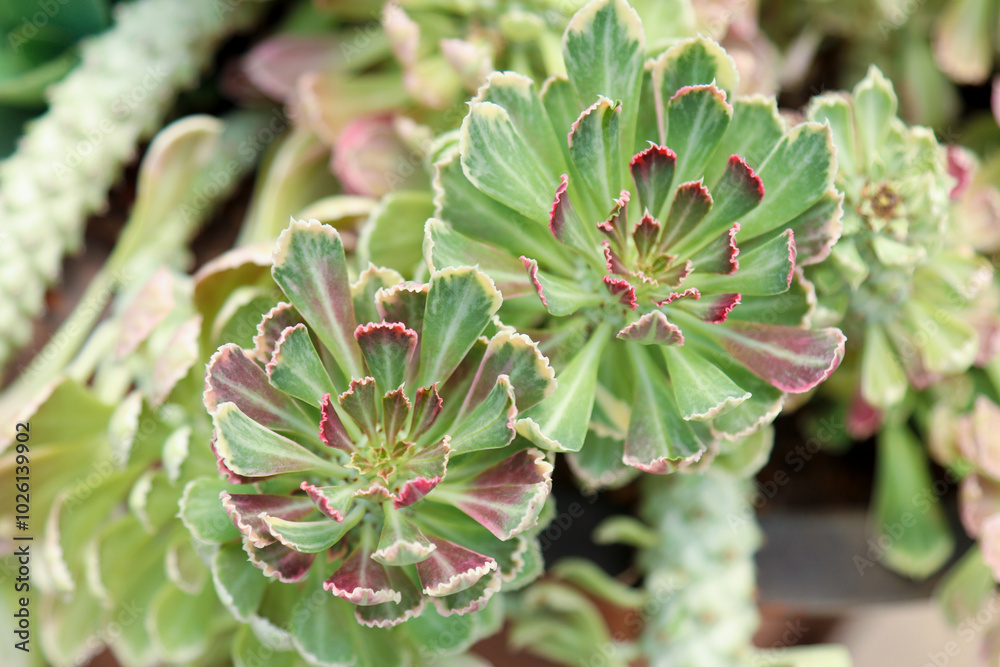 Obraz premium Euphorbia ritchiei, also known as Monadenium ritchiei, is a beautiful clump-forming succulent with a thick fleshy rootstock and erect or decumbent stems.
