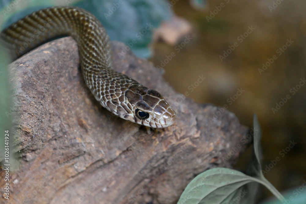 Ptyas mucosa, commonly known as the Oriental rat snake, dhaman or Indian rat snake, is a common non-venomous species of colubrid snake found in parts of South and Southeast Asia Ptyas mucosa, commonly known as the Oriental rat snake, dhaman or Indian rat snake, is a common non-venomous species of colubrid snake found in parts of South and Southeast Asia