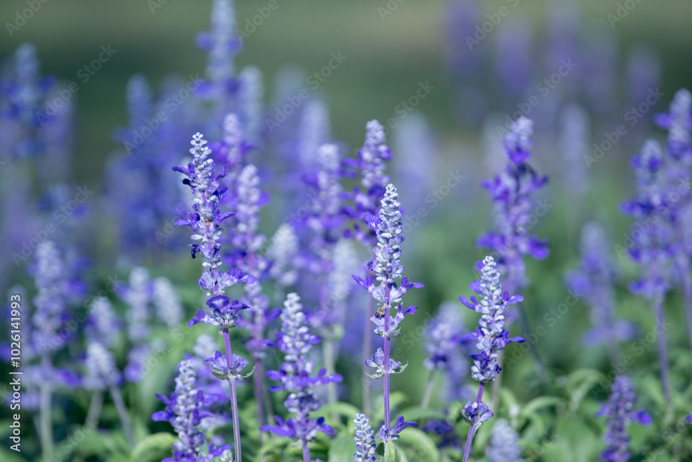 The Blue Salvia plant is connected to healing. This flower specie represents wisdom, a long life and good health. The Blue Salvia plant is connected to healing. This flower specie represents wisdom, a long life and good health.