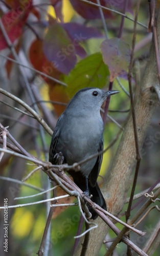 Dumetella carlinensis bird