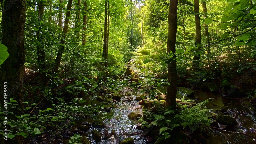 Fototapeta premium idyllischer Wildwasserbach im grünen lichtdurchflutetem märchenhaftem Wald mit moosbedeckten Felsen, Bäume, Pflanzen, Sonnenlicht, Erholung, Landschaft, wandern, Idylle 