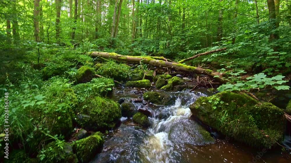 idyllischer Wildwasserbach im grünen lichtdurchflutetem märchenhaftem Wald mit moosbedeckten Felsen, Bäume, Pflanzen, Sonnenlicht, Erholung, Landschaft, wandern, Idylle
idyllischer Wildwasserbach im grünen lichtdurchflutetem märchenhaftem Wald mit moosbedeckten Felsen, Bäume, Pflanzen, Sonnenlicht, Erholung, Landschaft, wandern, Idylle