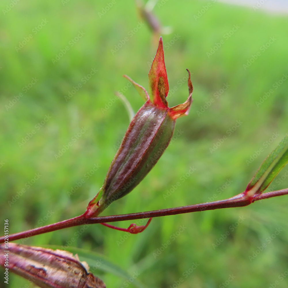 日本で秋にヒレタゴボウが黄色い花を咲かせています 日本で秋にヒレタゴボウが黄色い花を咲かせています