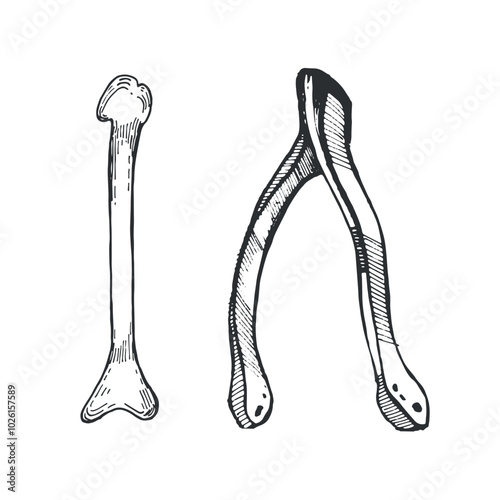 Bird bones for fortune telling and magic. Bones are hand drawn with ink on a white background. Vector illustration for Halloween. Suitable for holiday decor, invitations, cards, scrapbooking.