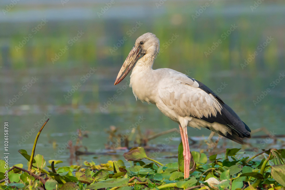 Fototapeta premium Asian Openbill Stork on the ground 