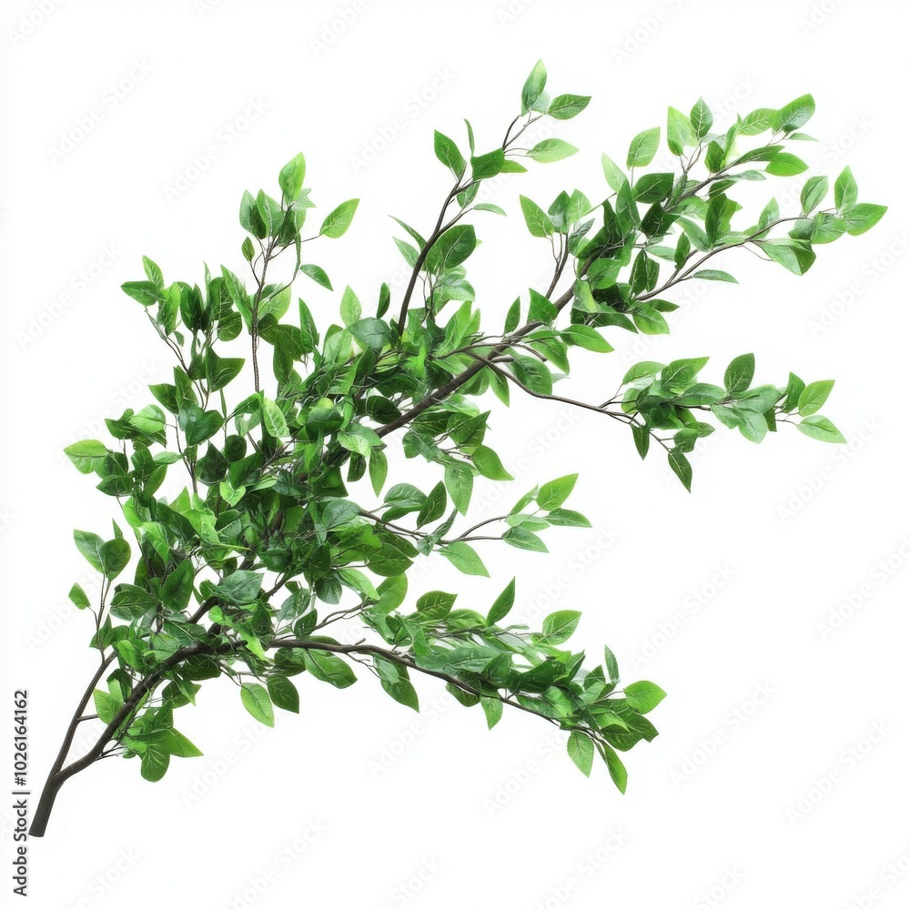 tree branch green leaves tree branch green leaves