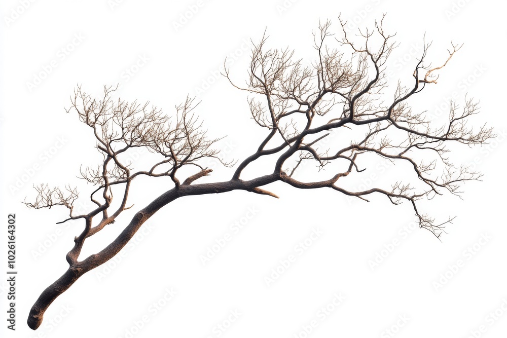 tree branch green leaves tree branch green leaves