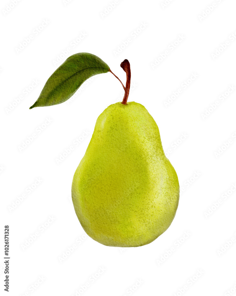Watercolor Pear Illustration Watercolor Pear Illustration