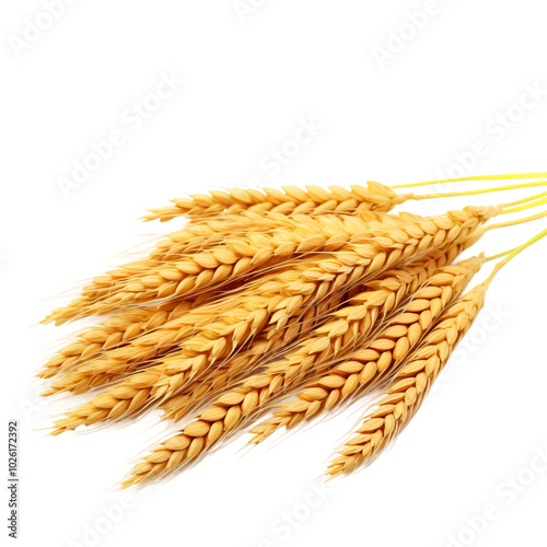 wheat ears isolated on white background