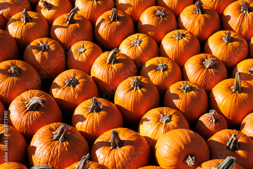 texture of lots of orange pumpkins on autumn festival 