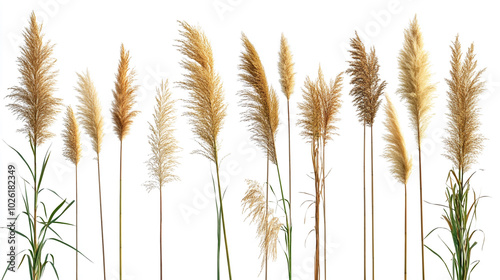 Tall golden grasses in various shades swaying gently in natural sunlight in an outdoor setting