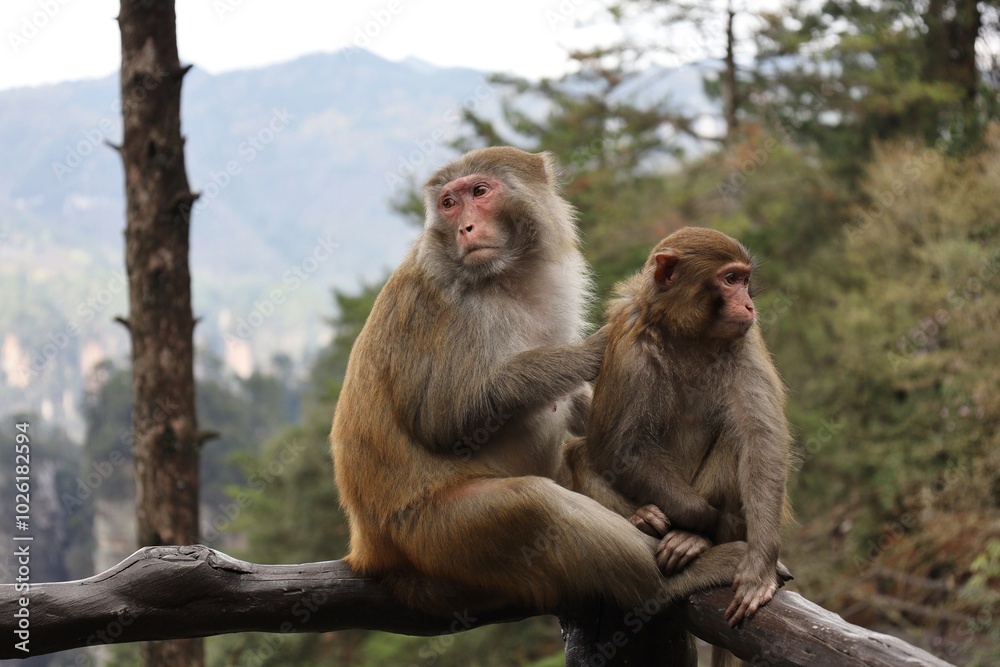 A Pair of Monkeys in the Mountain