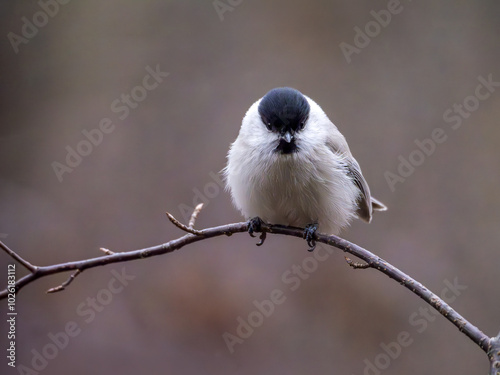 Willow tit sitting on a branch, blurred background. Close-up photo