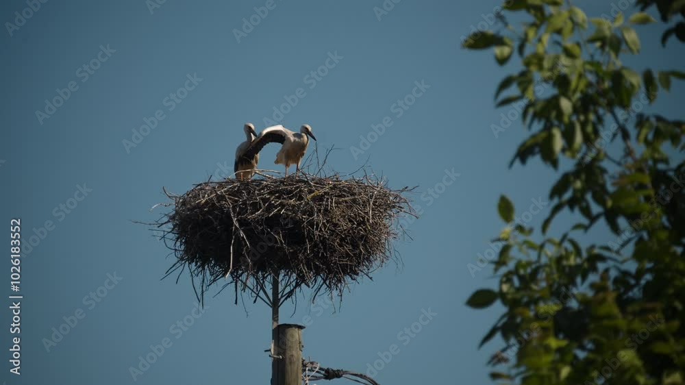 Young white storks flapping their wings and learning to fly in their nest during summer in Latvian countryside