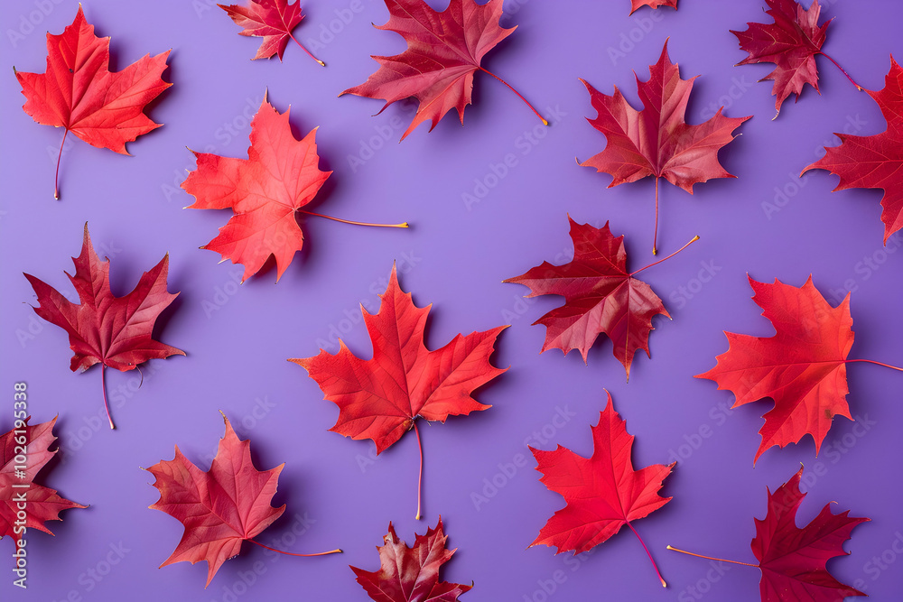 Red maple leaves on a purple background. Top view. Abstract autumn pattern with red fall foliage in the air. Red maple leaves on a purple background. Top view. Abstract autumn pattern with red fall foliage in the air.