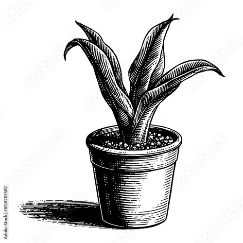 Sansevieria Plant in Pot Black and White Outline Line Art Drawing with Detailed Shadows