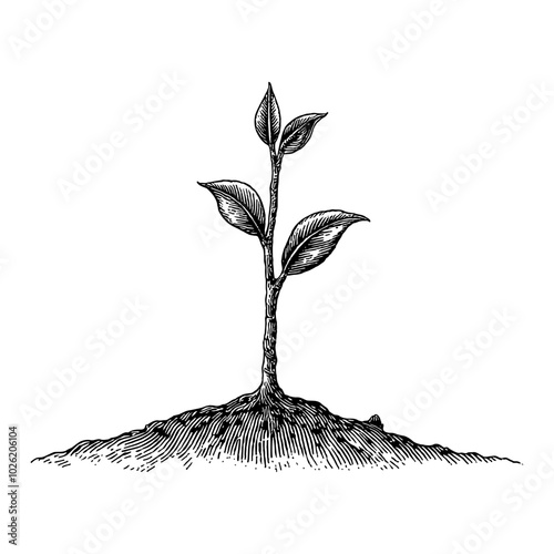 Young Plant Sprout Emerging from Soil in Black and White Outline Line Art Drawing Style