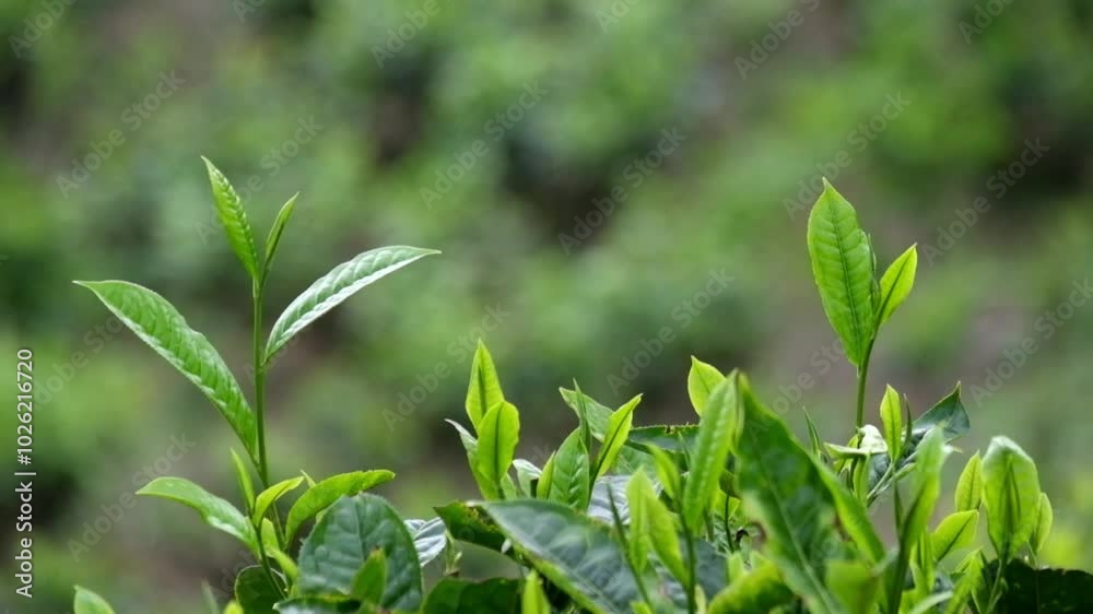 Shoots of tea leaves swaying in the wind. Young shoots of tea leaves are fresh green. For industrial or agricultural video needs. Footage 4K, 60Fps can be used for slow motion Shoots of tea leaves swaying in the wind. Young shoots of tea leaves are fresh green. For industrial or agricultural video needs. Footage 4K, 60Fps can be used for slow motion