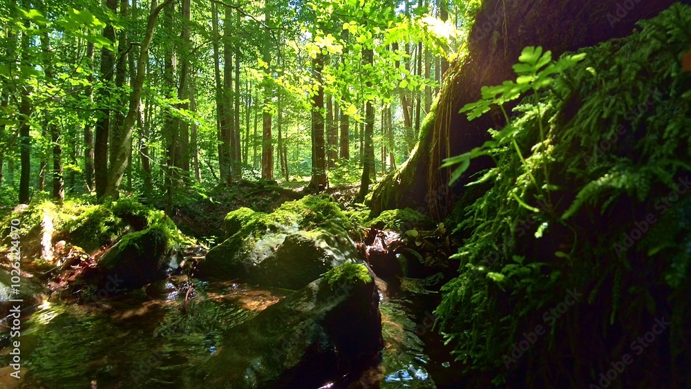 idyllischer Wildwasserbach im grünen lichtdurchflutetem märchenhaftem Wald mit moosbedeckten Felsen, Bäume, Pflanzen, Sonnenlicht, Erholung, Landschaft, wandern, Idylle
idyllischer Wildwasserbach im grünen lichtdurchflutetem märchenhaftem Wald mit moosbedeckten Felsen, Bäume, Pflanzen, Sonnenlicht, Erholung, Landschaft, wandern, Idylle