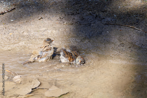 Slika na platnu two sparrows bathing in the low water of a sand hole, correlating colours