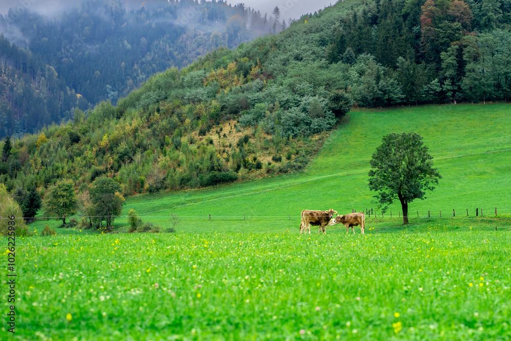 Naklejka premium Grazing cows on an alpine meadow among the mountains