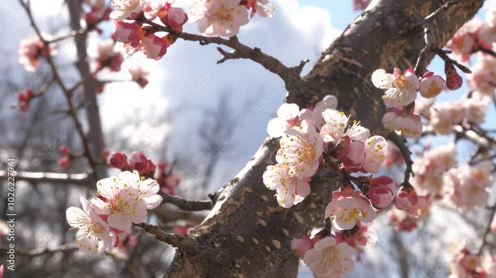 blossom trees spring garden. pink flower tree. Macro view botany travel close scatter flowering breeze. viewing flora closeup branch dandelion. almond female golden growth cultivated event timelapse. blossom trees spring garden. pink flower tree. Macro view botany travel close scatter flowering breeze. viewing flora closeup branch dandelion. almond female golden growth cultivated event timelapse.