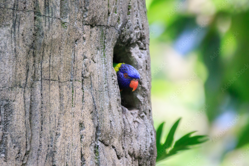 Rainbow Lorikeet Peeking Out of Tree Cavity