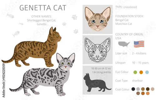 Genetta cat clipart. All cat breeds characteristics infographic. Vector illustration