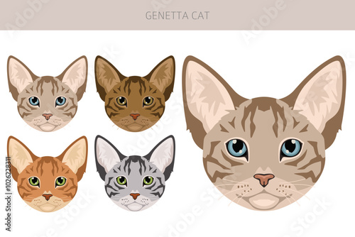 Genetta cat clipart. All cat breeds characteristics infographic. Vector illustration photo