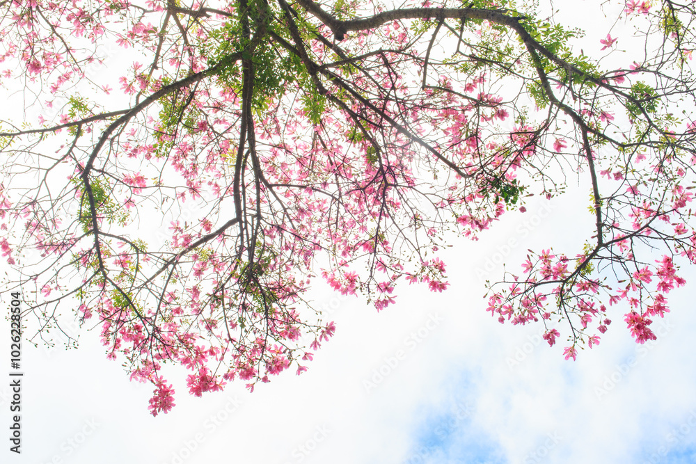 Beautiful Pink Blossoms Against a Clear Blue Sky Beautiful Pink Blossoms Against a Clear Blue Sky