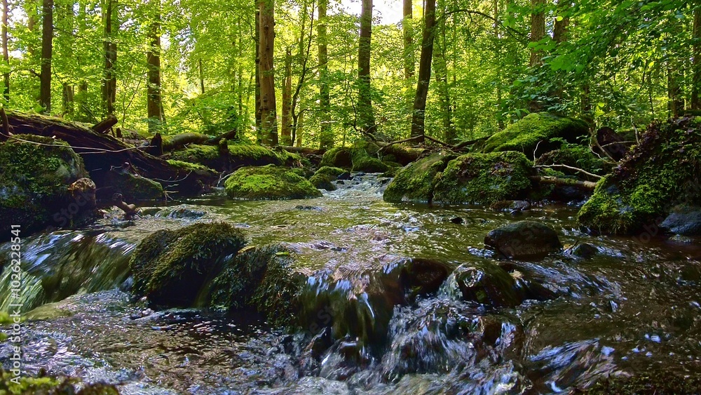 idyllischer Wildwasserbach im grünen lichtdurchflutetem märchenhaftem Wald mit moosbedeckten Felsen, Bäume, Pflanzen, Sonnenlicht, Erholung, Landschaft, wandern, Idylle
idyllischer Wildwasserbach im grünen lichtdurchflutetem märchenhaftem Wald mit moosbedeckten Felsen, Bäume, Pflanzen, Sonnenlicht, Erholung, Landschaft, wandern, Idylle