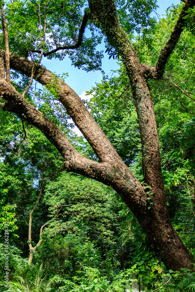 Majestic Tree with Sprawling Branches in Lush Forest Majestic Tree with Sprawling Branches in Lush Forest