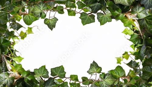 frame of ivy