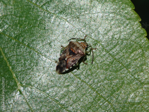 Parent bug (Elasmucha grisea) resting on a green leaf photo