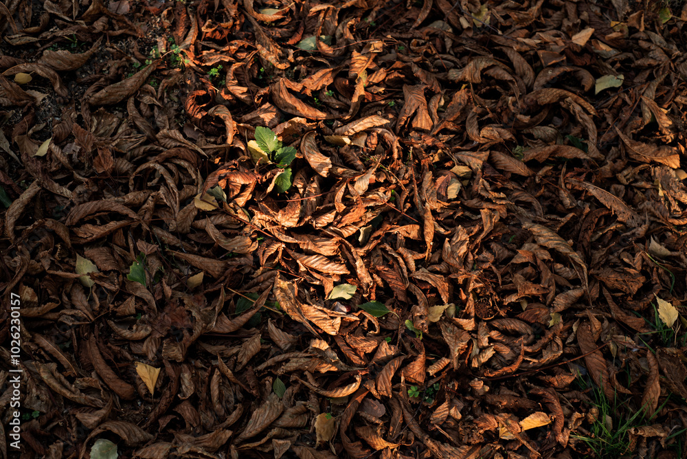 Yellowed leaves with a tree on the ground. Chestnut leaves. dry leaves Yellowed leaves with a tree on the ground. Chestnut leaves. dry leaves