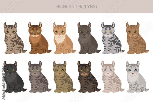 Fotografie Hyghlander Lynx Cat clipart