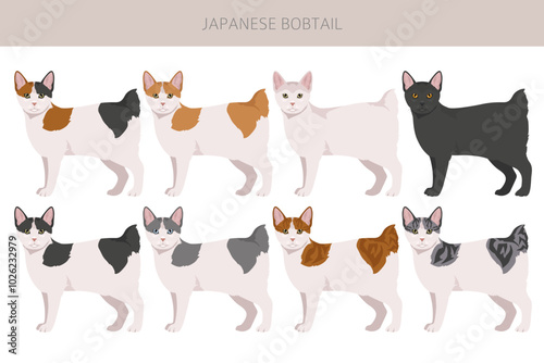 Japanese bobtail cat clipart. All cat breeds characteristics infographic. Vector illustration photo