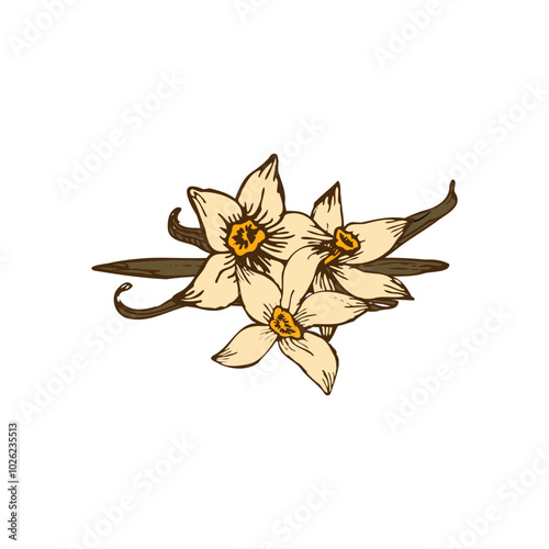 Vector set of vanilla orchid flowers and sticks, drawn in a color sketch. Ideal for natural product labels or botanical prints.