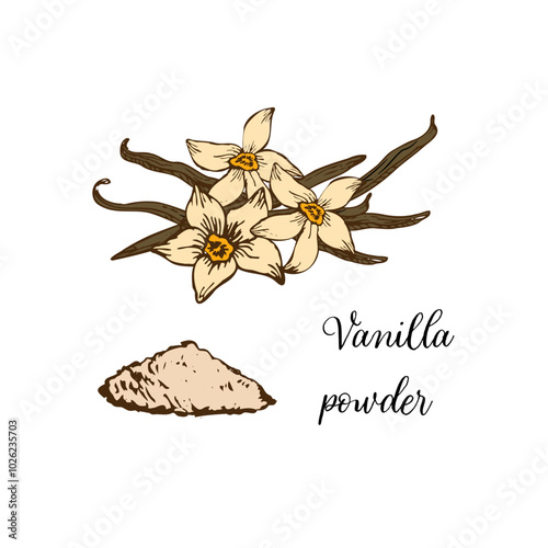 Vector illustration of vanilla flower and sticks in elegant line art. Isolated, detailed sketches ideal for organic products or culinary designs.