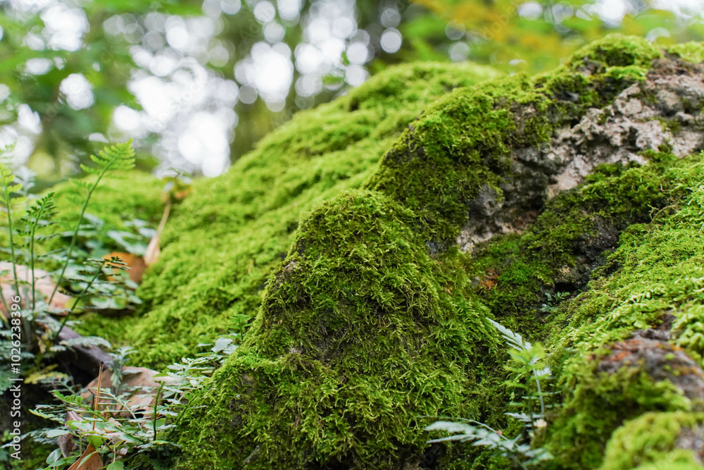 Beautiful Bright Green moss grown up cover the rough stones and on the floor in the forest. Show with macro view. Rocks full of the moss texture in nature for wallpaper.