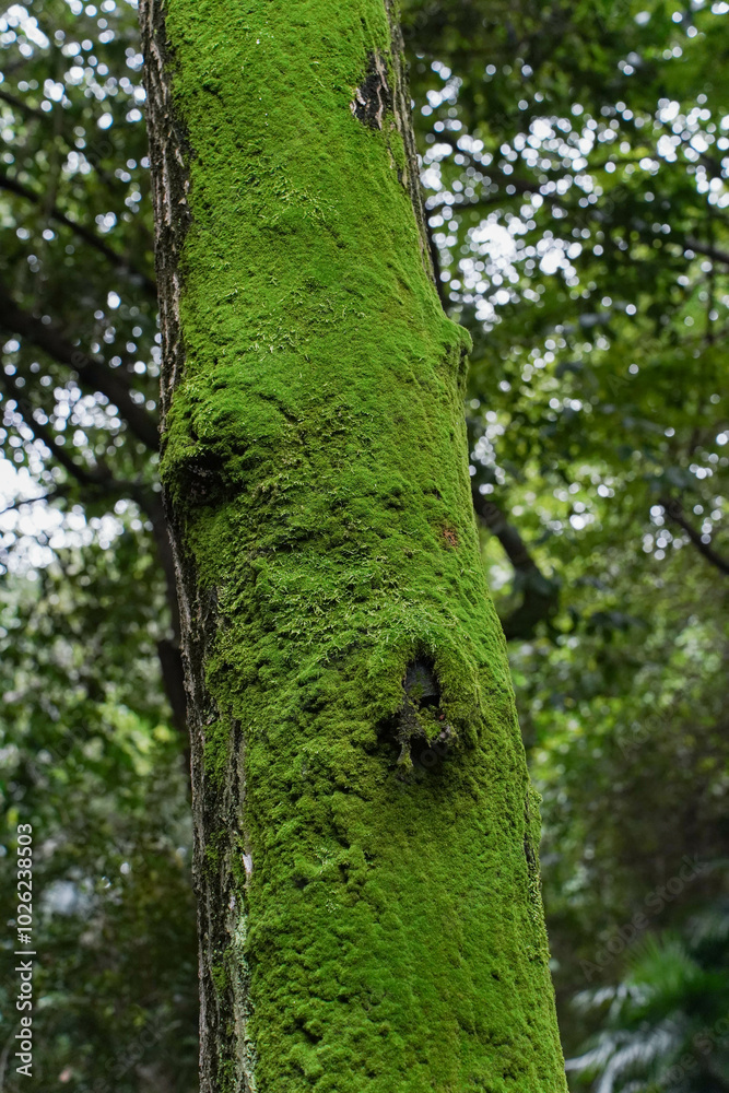 Fototapeta premium tree trunk with moss.