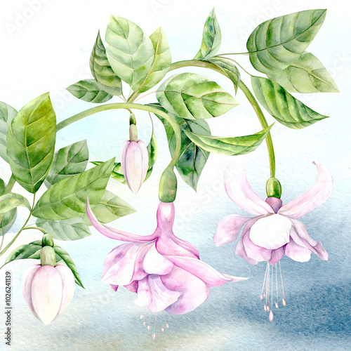 Watercolor illustration of fuchsia flowers against a blue sky. Hand drawn. Suitable for design and textiles. photo