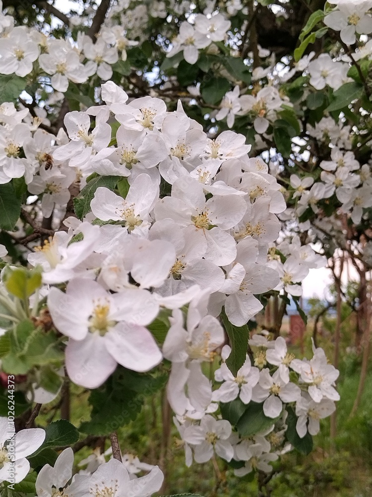 Springtime Symphony: Delicate White Blossoms in Full Chorus Springtime Symphony: Delicate White Blossoms in Full Chorus
