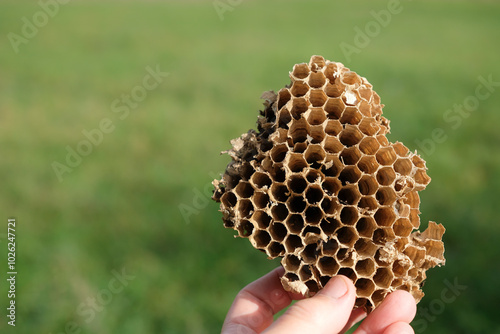 The part of the nest of wasps or hornets in the woman's hand on the blurred green background. Insects architecture. Copy space. photo