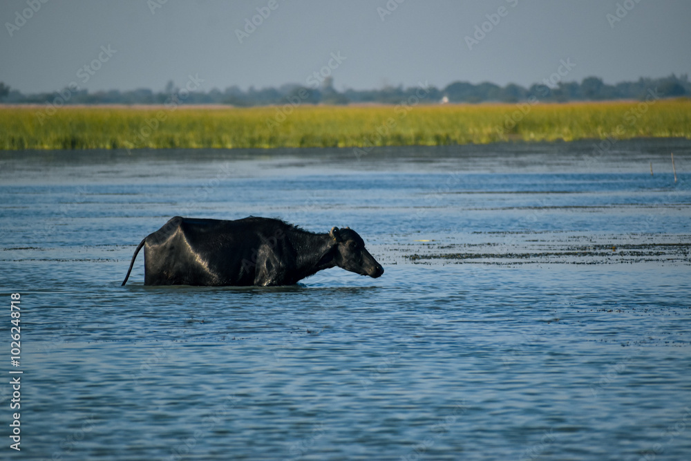 Obraz premium Water Buffalo Wading in Nalsarovar Lake