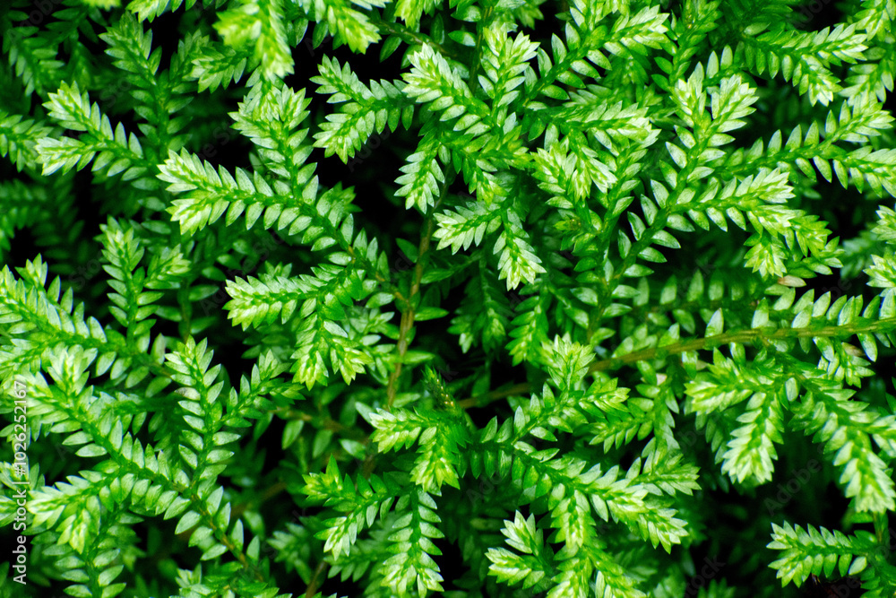 Beautiful botanical shot, natural wallpaper, green leaves in the forest on a black background in the undergrowth in the azores Beautiful botanical shot, natural wallpaper, green leaves in the forest on a black background in the undergrowth in the azores