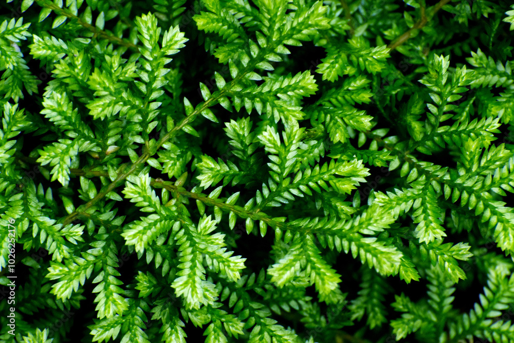 Beautiful botanical shot, natural wallpaper, green leaves in the forest on a black background in the undergrowth in the azores Beautiful botanical shot, natural wallpaper, green leaves in the forest on a black background in the undergrowth in the azores